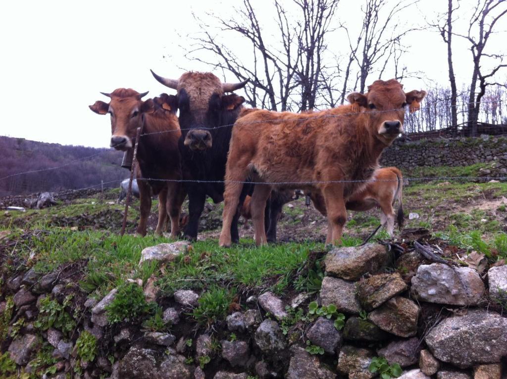 Casa Rural Sierra De Tormantos Guijo de Santa Barbara ภายนอก รูปภาพ